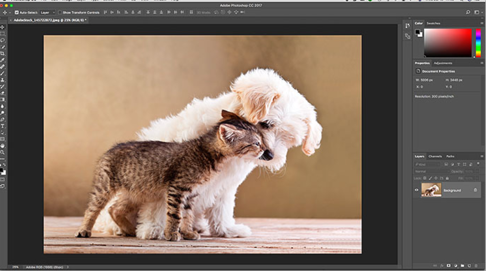 Photoshop vs Canva