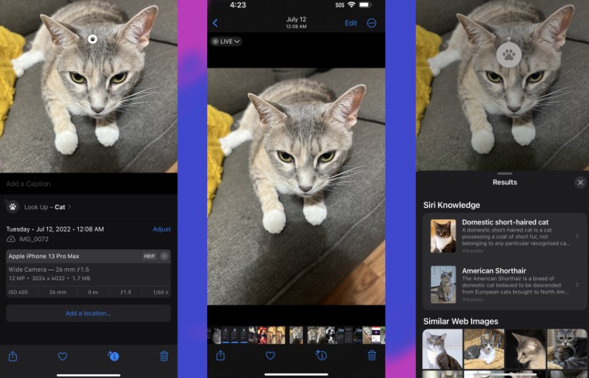 (iOS 17) How to Use Visual Look Up in iPhone Videos
